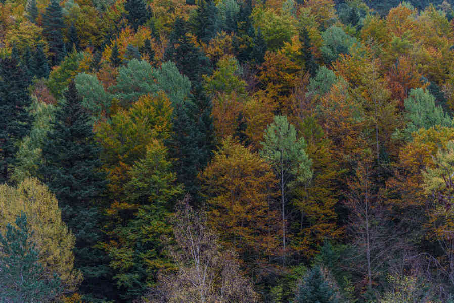 Huesca - valle de Vió 17 - bosque de la Pardina del Señor.jpg